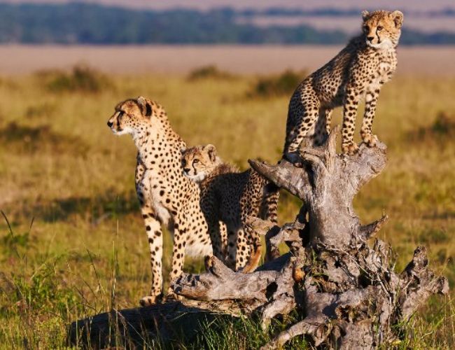 Classic Kenya Budget Safari (Maasai Mara, Lake Nakuru & Amboseli Adventure) - 6 Days