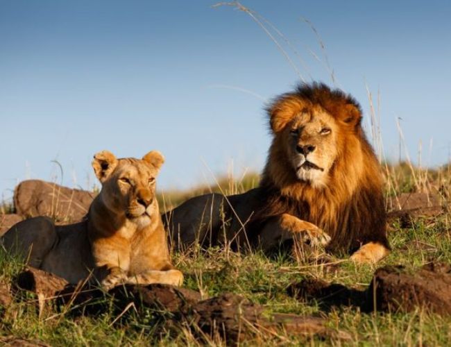 Masai Mara Adventure: 3-Day Safari Experience