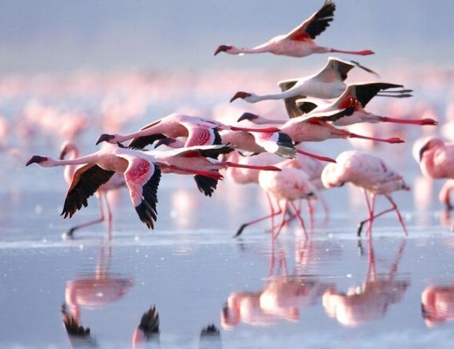 Trip to Lake Nakuru National Park - 1 Day