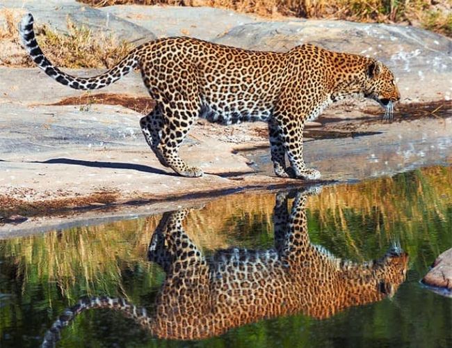 Mara Magic - Wildlife and Camping Expedition for 3 Days