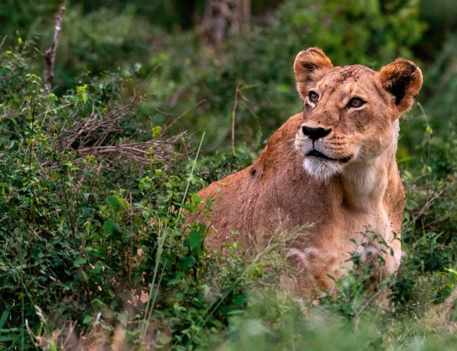 Kenya Vacation Safari to Scenic Wildlife Parks - 8 Days