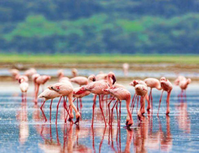 Classic 8-Day Kenya Safari: Explore Amboseli, Aberdares, Lake Nakuru & Maasai Mara