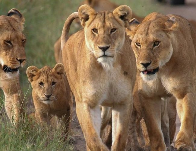 Spectacular 4 days Kenya tour to Masai Mara, Nakuru and Naivasha
