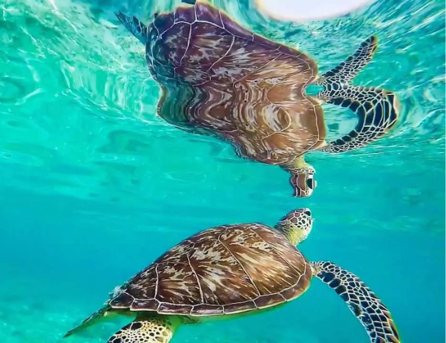 Islands, Rays & Reef Adventure: 7 Days of Marine Exploration and Island Fun