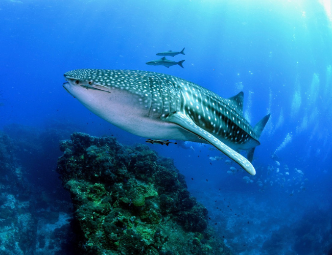 Marine Marvels & Island Bliss: 8 Days of Aquatic Adventure and Relaxation