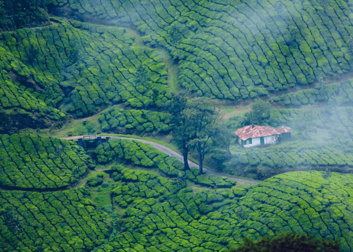 Kerala Highlights Package